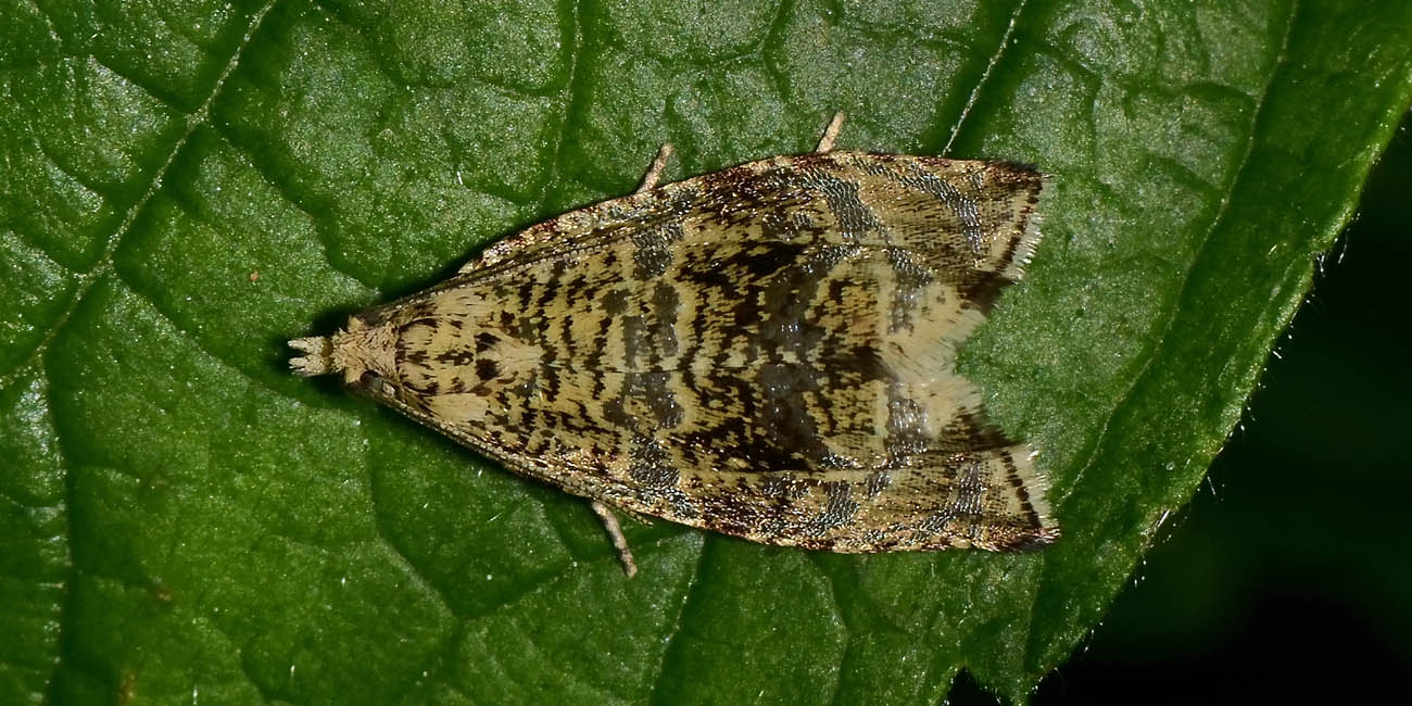 Choreutidae? No, Tortricidae: Celypha lacunana